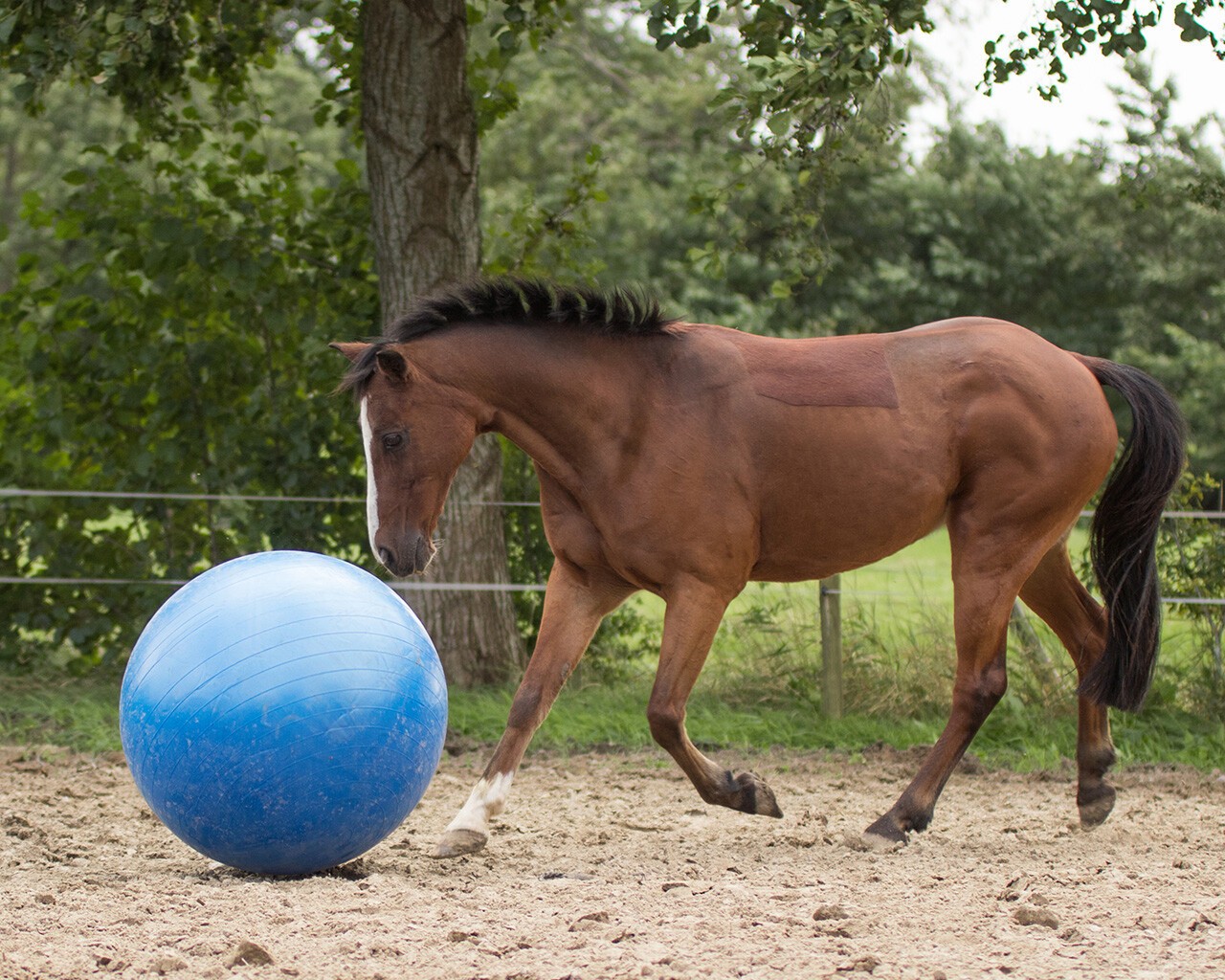 Het Spelen Van Het Kind Met Grote Bal Stock Foto - Image of speels