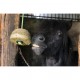 Hippotonic Bloc de foin