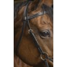 Norton side pull pro confort havane