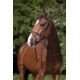 Riding world bridon muserolle combineé