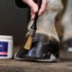 Bleu roy hoof cream