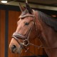 Harry's Horse bridon bombastic cob