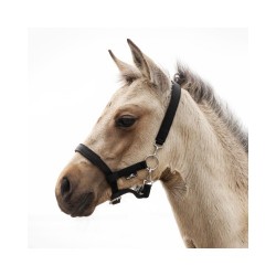 Equ-All halter for a foal